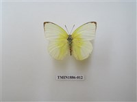 藏品(遷粉蝶)的圖片